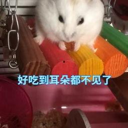 娱乐吃瓜酱当仓鼠店老板,揭秘当仓鼠店老板的趣味日常