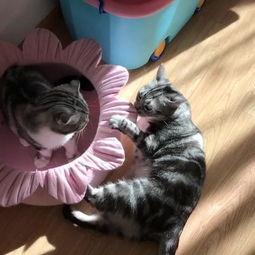 娱乐吃瓜猫,揭秘娱乐圈那些不为人知的幕后故事