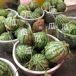 娱乐吃热瓜